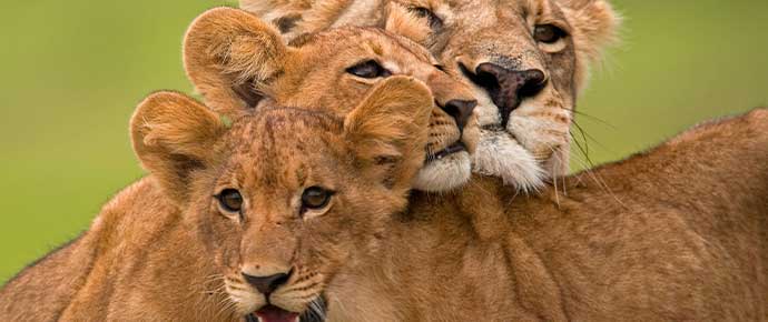 NATURE|ANIMAL