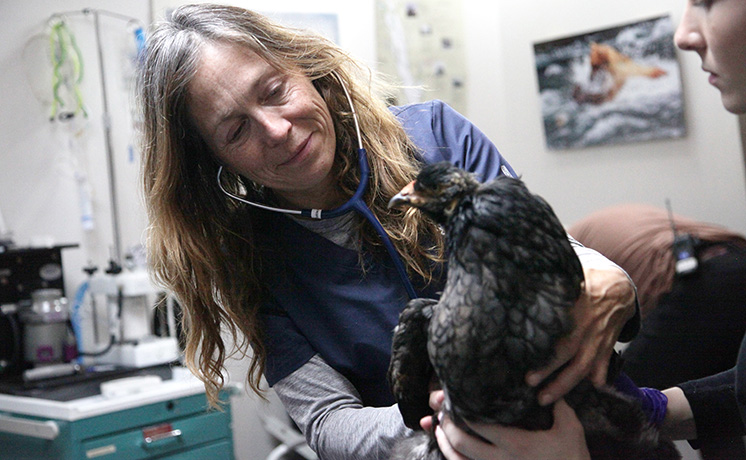 獣医ミシェルの日常 10 【吹替版初放送】