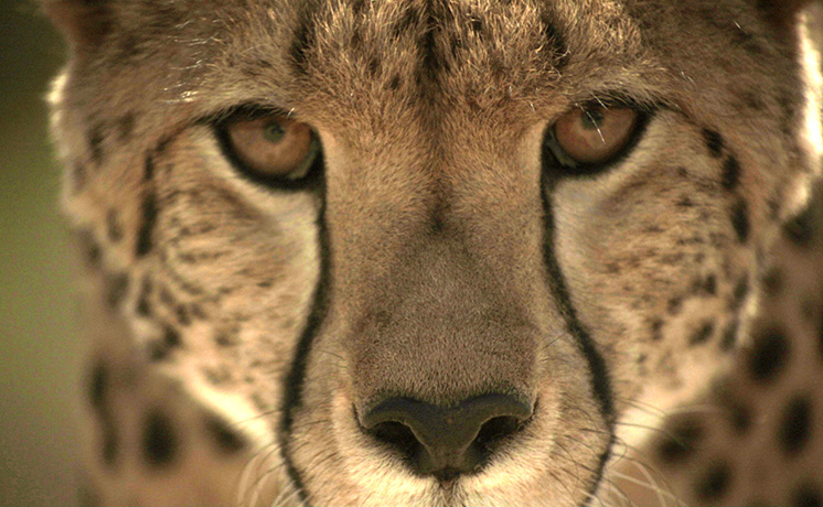 【ワイルド ネイチャー プラス】ビッグ・キャット・スペシャル チーター篇