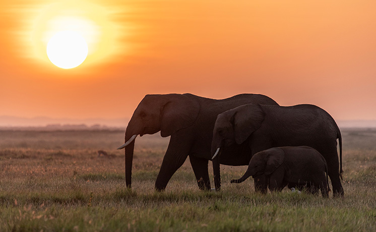 特集：ワンダー・オブ・アニマルズ