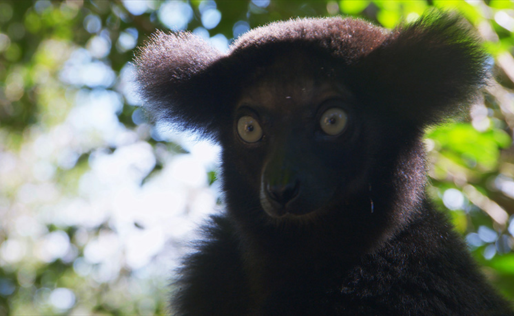 霊長類(サル)の惑星