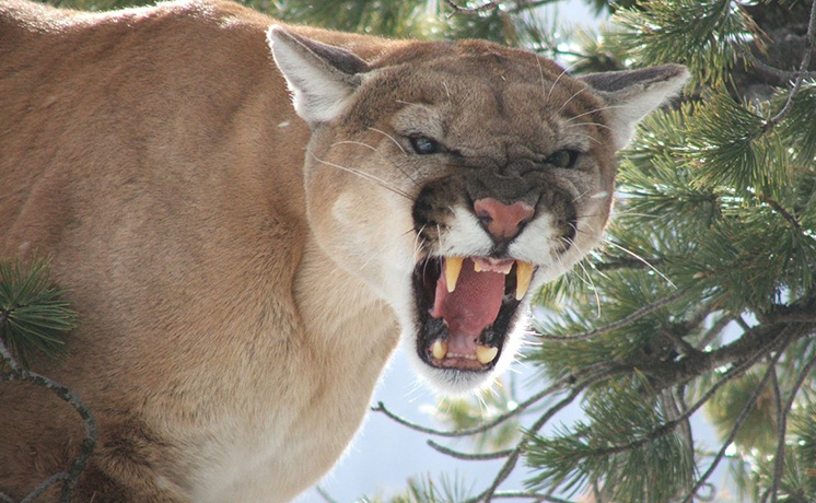 特集：ワイルド・キャット ピューマ篇