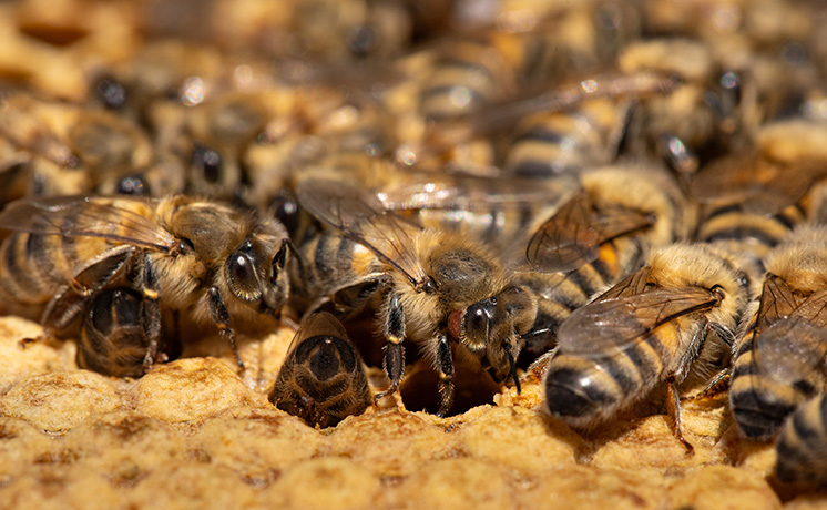 ミツバチのひみつ：自然界の小さなヒーロー