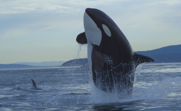 シャチ物語～心優しき海の王者