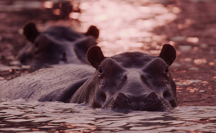 カタヴィ：苛酷な楽園 3つの物語