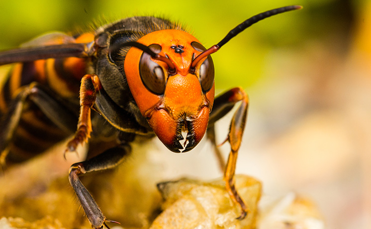 戦慄！殺人バチの巣窟