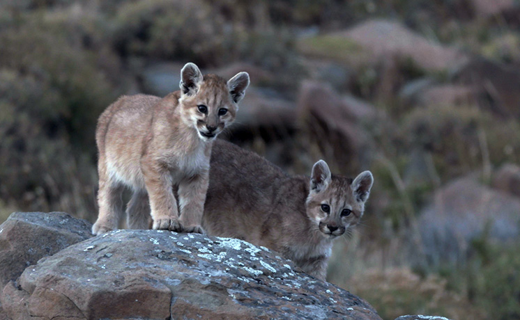 【ワイルド ネイチャー プラス】特集：ワイルドな母の日