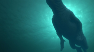 歩くクジラ　（The Walking Whale）の写真