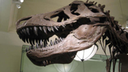 空飛ぶ恐竜　（Dino Turkey）の写真