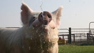 ブタ　(Hog Genius)の写真
