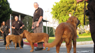 イヌ　(Dog Genius)の写真