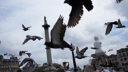 ハト　(Pigeon　Genius)の写真