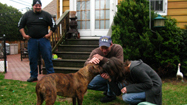 闘犬キラー (Pit Bull Killer)の写真