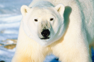 シロクマ（Icebear）の写真