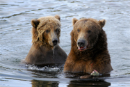 キングベアー（King Bear）の写真