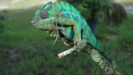 ジャングル(Jungles)の写真