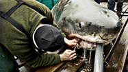 メスザメ捕獲(Big Mama)の写真
