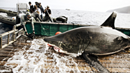 体長5メートルのサメ(Size Matters)の写真