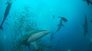 サメの大群の写真