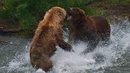 クマの死闘の写真