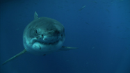 凶暴な巨大ザメ (Monster Catch)の写真