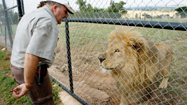 ライオンの襲撃 (原題：Mauled By Lions)の写真