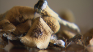 幻覚剤 (Hallucinogens)の写真