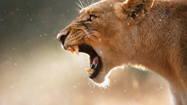 ライオン (Lion)の写真