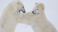ホッキョクグマ (Polar Bear)の写真