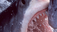 サメ (Shark)の写真