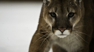 幻のピューマを追って (Stalking The Mountain Lion)の写真