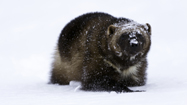 クズリ：真実の姿 (Wolverine King)の写真