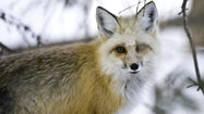 イエローストーンの腐食動物 (Yellowstone Scavengers)の写真