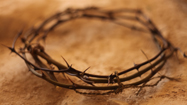 いばらの冠 (Crown of Thorns)の写真
