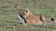 奇妙で獰猛な動物たち(Strange And Savage)の写真