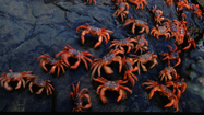 群れ (原題: Swarms)の写真