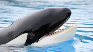 シャチ (Killer Whale)の写真