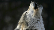 オオカミ (Wolf)の写真