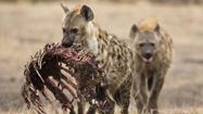 ハイエナ (Hyena)の写真
