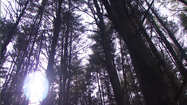 UMA ビッグフット (Sasquatch Planet)の写真