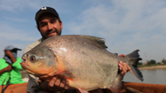 300キロ級のコイ (原題: 600 Lb Goldfish)の写真