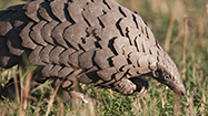 アフリカのサバンナ (原題: Africa's Savannah)の写真