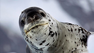 番外編：南極大陸 (原題: Wild Antarctica)の写真