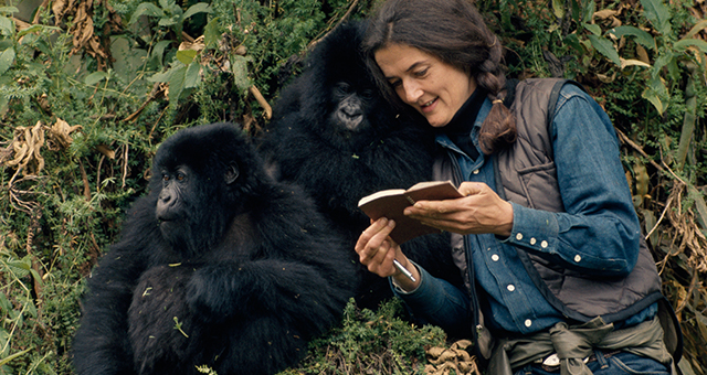 ゴリラに捧げた生涯 (原題: Gorilla Girl)の写真