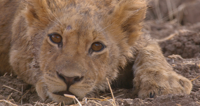 ライオン：寄り添う命 (原題: Lions 1)の写真