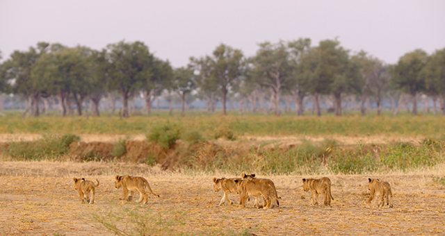 ライオン：ンセフの王 (原題: Lions 2)の写真