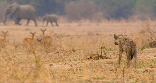 ハイエナ：放浪の旅路 (原題: Hyenas 2)の写真