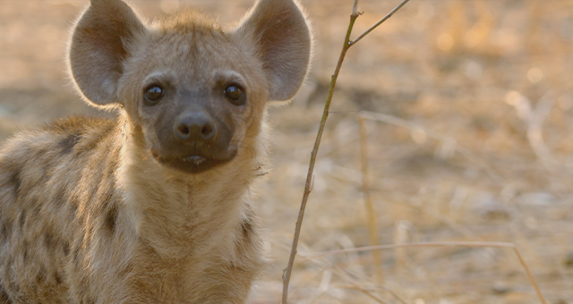ハイエナ：群れを継ぐもの (原題: Hyenas 1)の写真