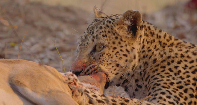 ヒョウ：最後の砦 (原題: A Leopard's Last Stand)の写真