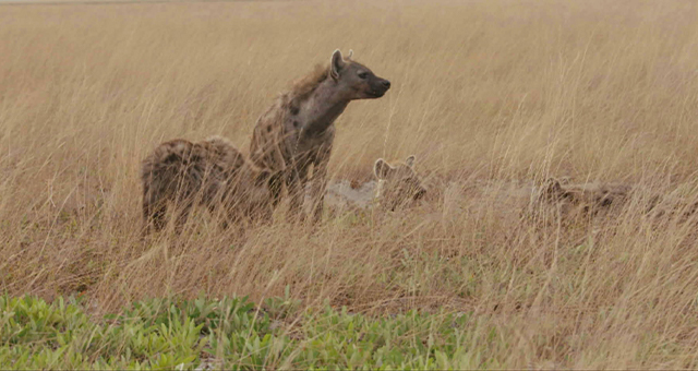 ハイエナ：生き残りを懸けて (原題: Survivors of The Plains)の写真
